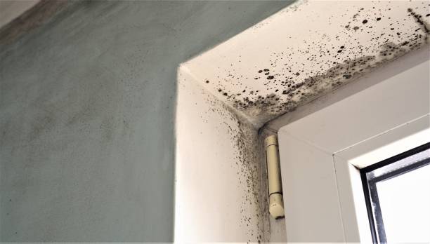 Best Water Damage & Mold Remediation  in Kana, UT