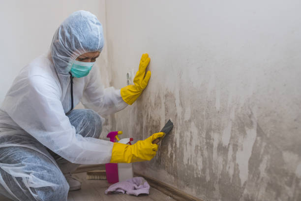 Best Attic Mold Removal  in Kana, UT