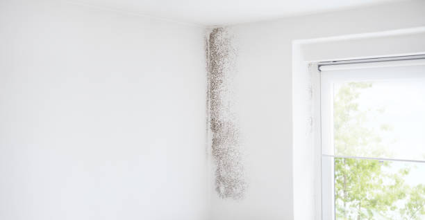 Biohazard Mold Removal in Kana, UT