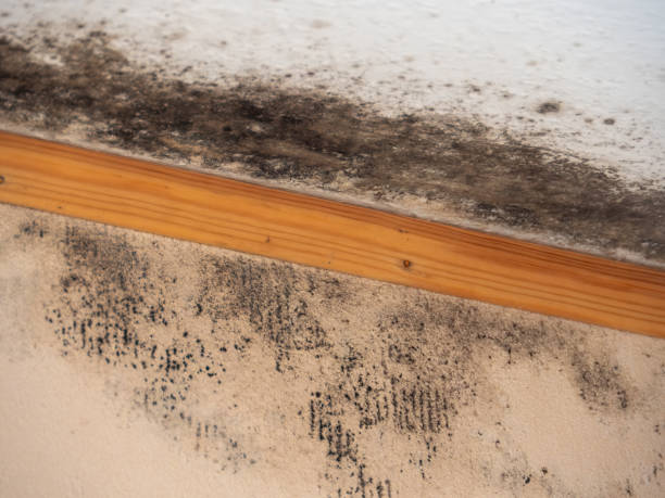 Best Mold Prevention Services  in Kana, UT